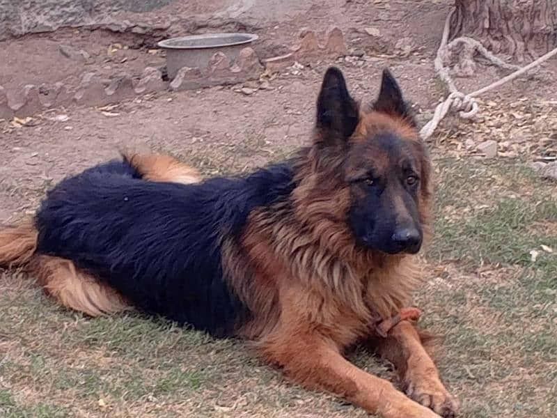 German Shepherd  Male for Crossing 15