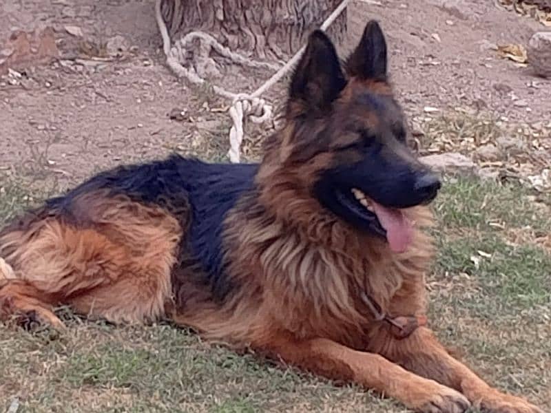 German Shepherd  Male for Crossing 17