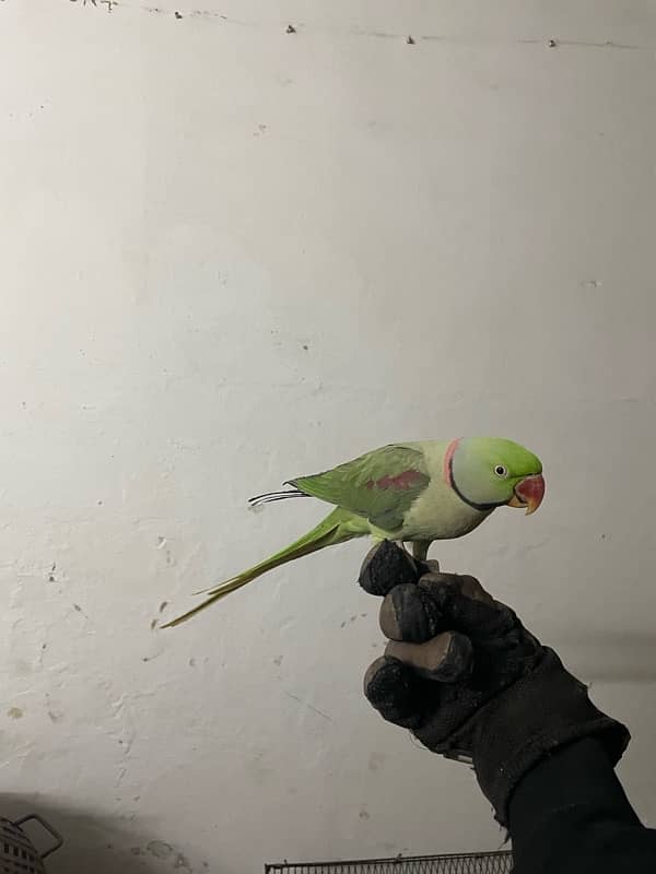 Raw Parrot | HandTame | parrot | Male 0