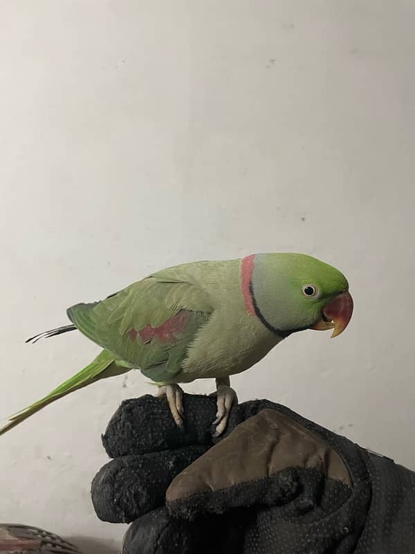 Raw Parrot | HandTame | parrot | Male 1