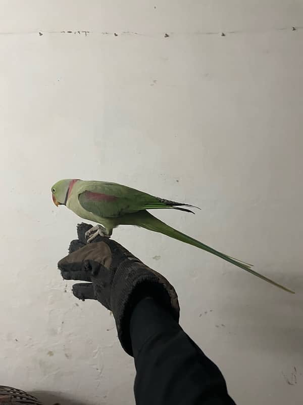 Raw Parrot | HandTame | parrot | Male 2