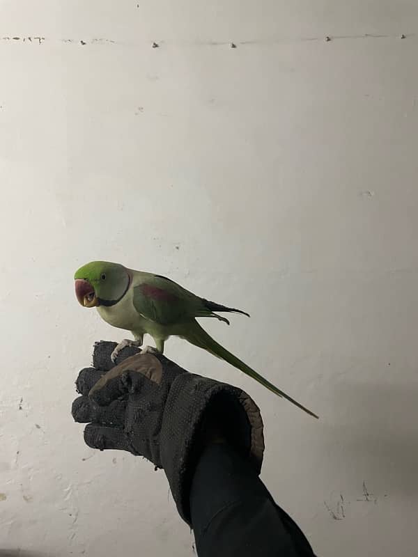 Raw Parrot | HandTame | parrot | Male 5