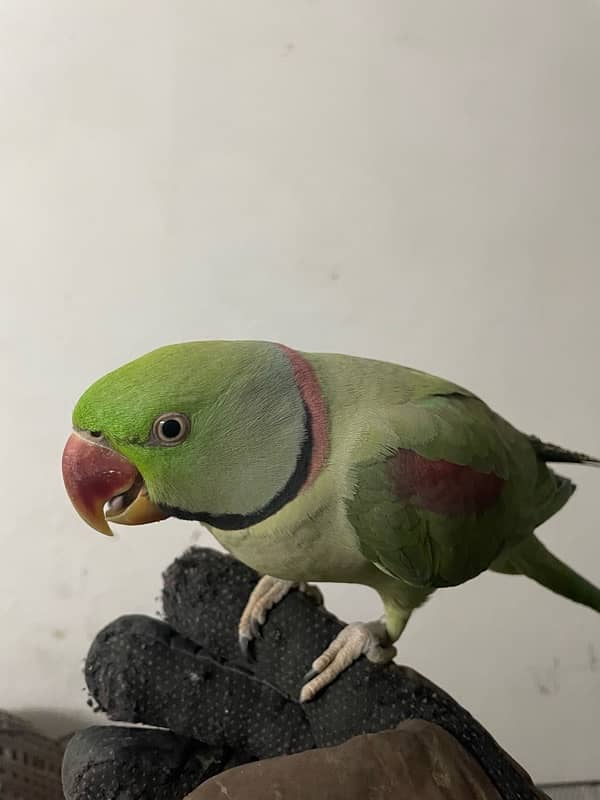 Raw Parrot | HandTame | parrot | Male 6