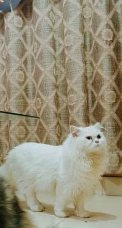 Persian cat