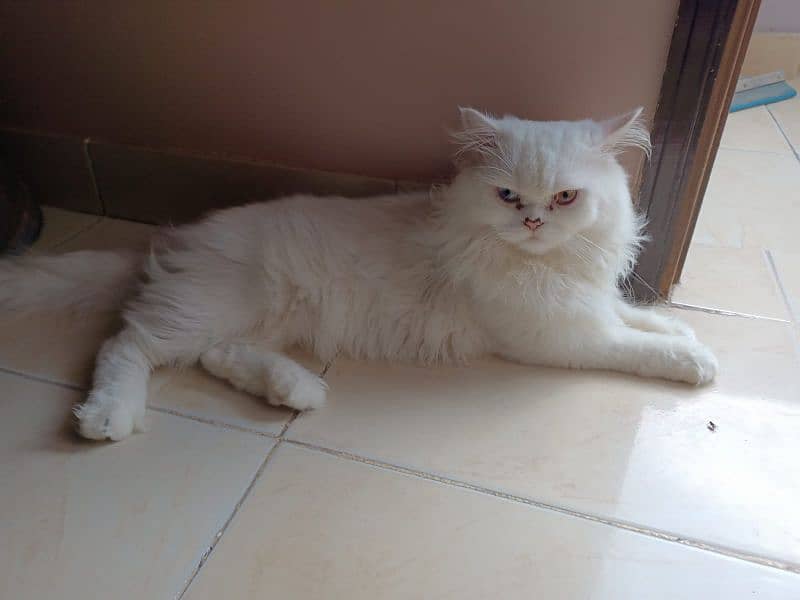 Persian cat 2