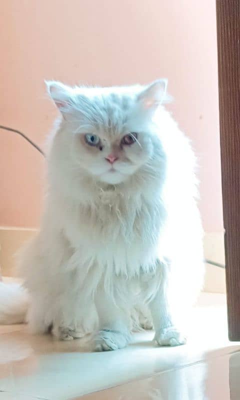 Persian cat 4