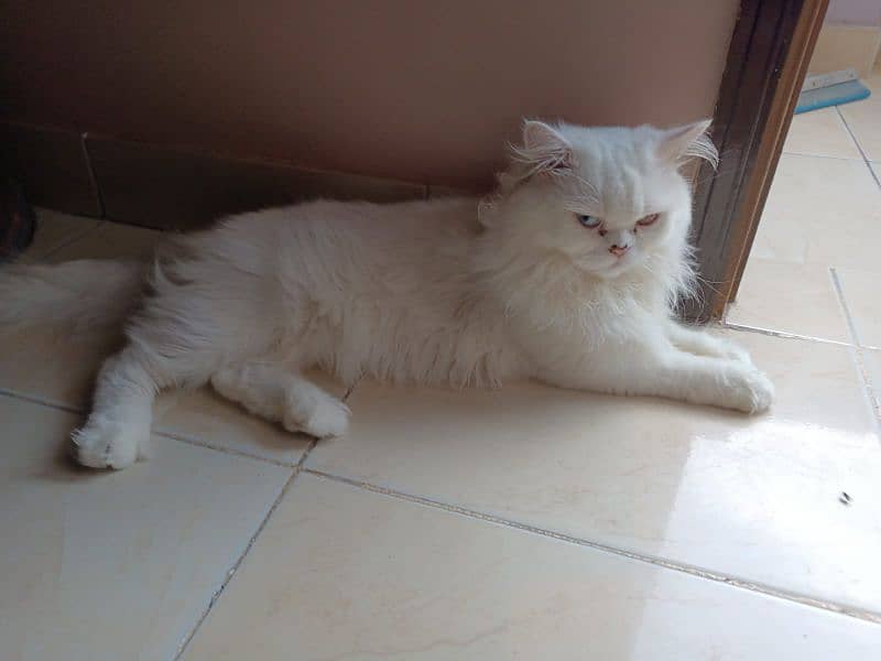 Persian cat 5