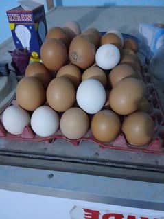 Lohman Brown Fresh and Fertile Eggs