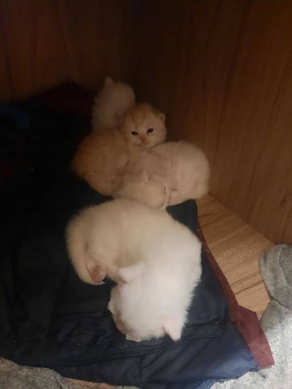 white Persian kittens booking start 20 days old 0