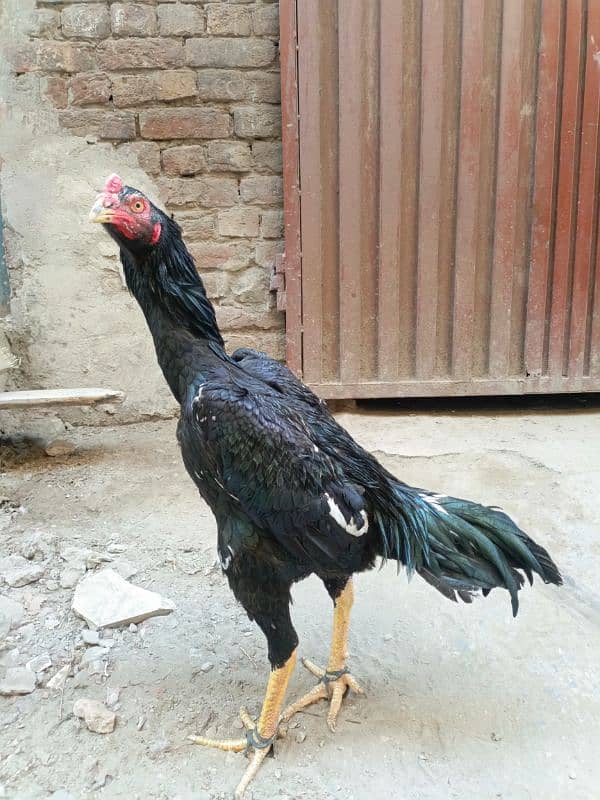 King O Shamoo male  | Aseel Shamo |ASEEL MURGI FOR SALE 0