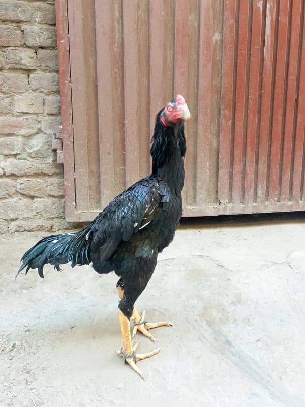 King O Shamoo male  | Aseel Shamo |ASEEL MURGI FOR SALE 1