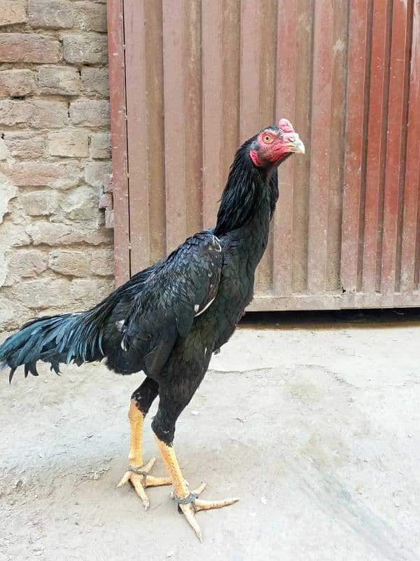 King O Shamoo male  | Aseel Shamo |ASEEL MURGI FOR SALE 2