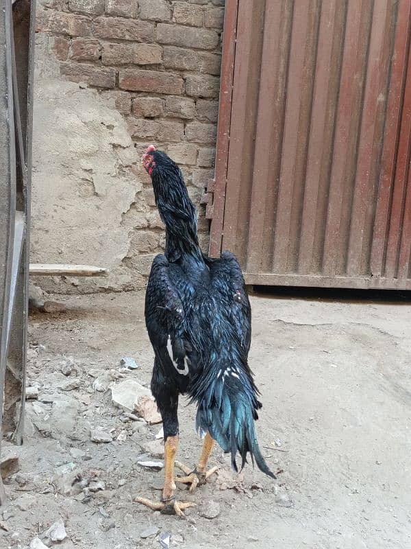 King O Shamoo male  | Aseel Shamo |ASEEL MURGI FOR SALE 3