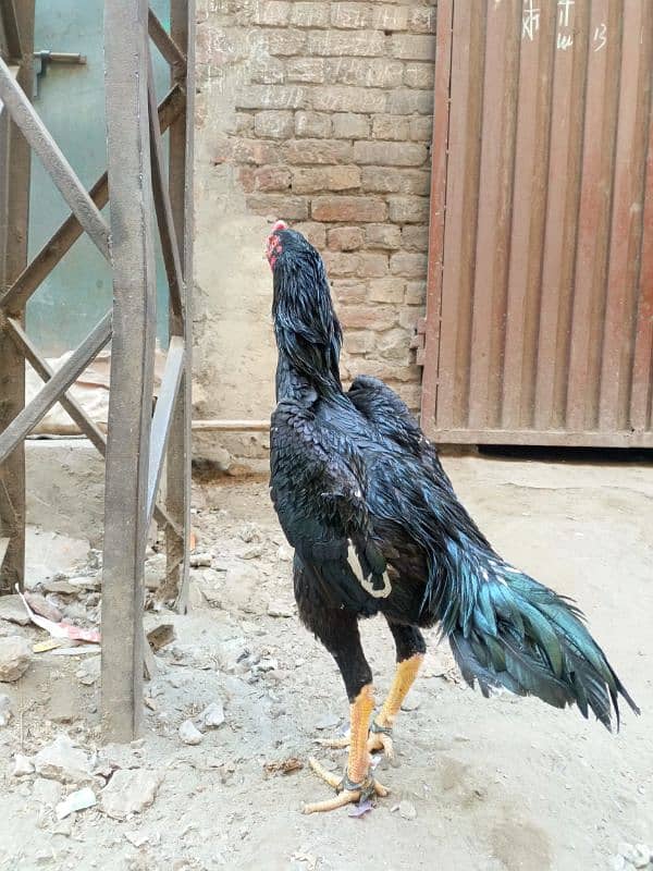 King O Shamoo male  | Aseel Shamo |ASEEL MURGI FOR SALE 4