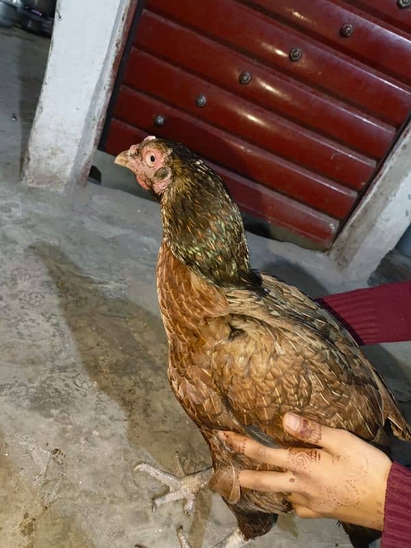 King O Shamoo male  | Aseel Shamo |ASEEL MURGI FOR SALE 9