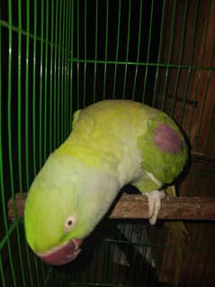 Alexander Raw Kashmiri Parrot