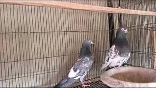 Pigeon Teddy Breeder Pair And Batera 35 Wala Taweez Wala Pair For Sale