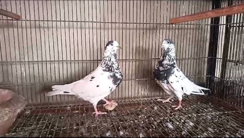 Pigeon Teddy Breeder Pair And Batera 35 Wala Taweez Wala Pair For Sale 1