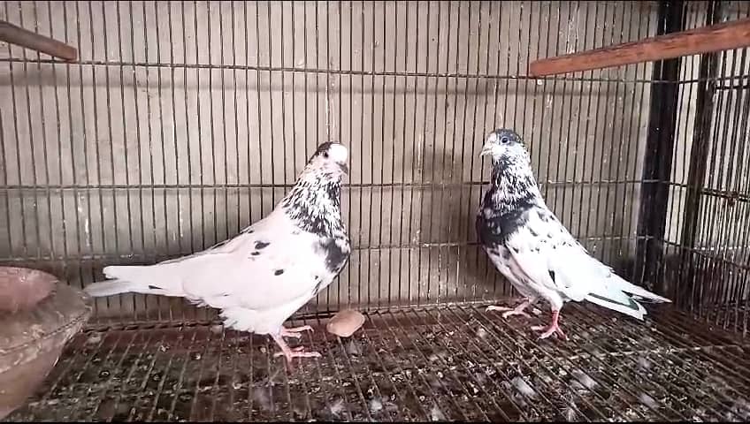 Pigeon Teddy Breeder Pair And Batera 35 Wala Taweez Wala Pair For Sale 2