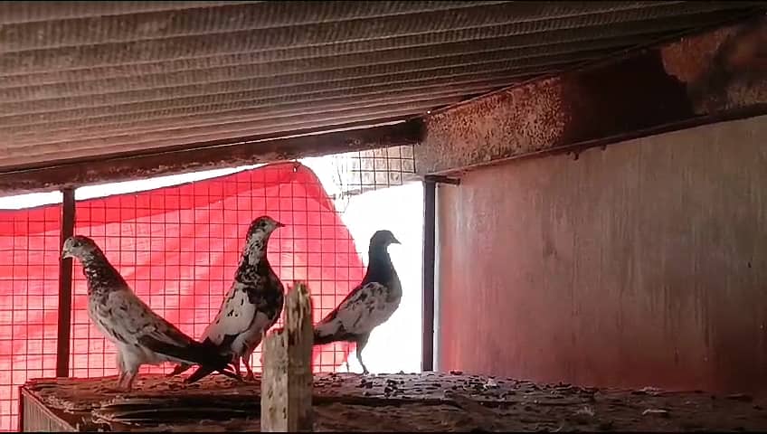 Pigeon Teddy Breeder Pair And Batera 35 Wala Taweez Wala Pair For Sale 3