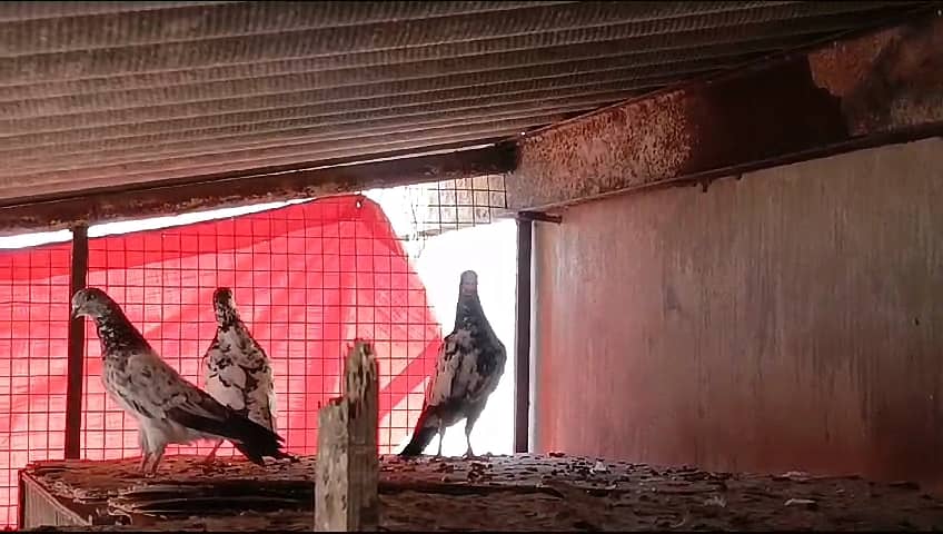 Pigeon Teddy Breeder Pair And Batera 35 Wala Taweez Wala Pair For Sale 4