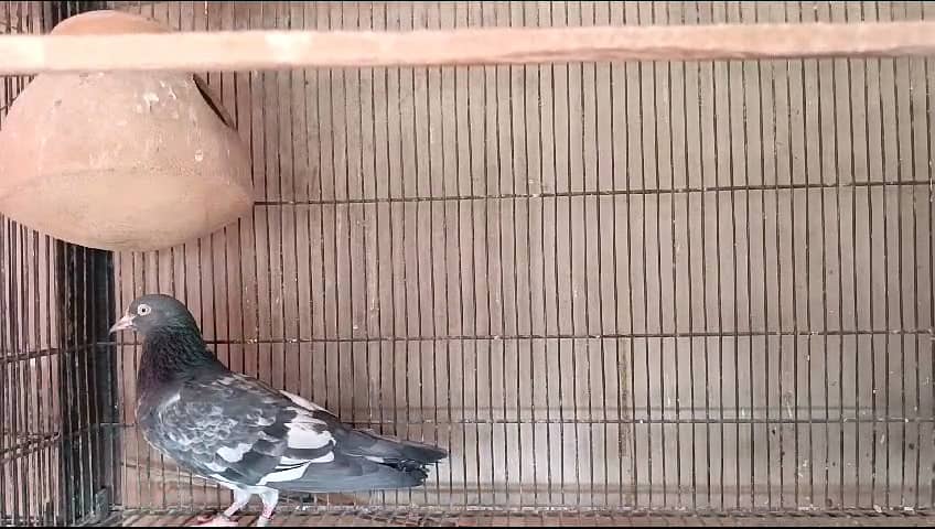 Pigeon Teddy Breeder Pair And Batera 35 Wala Taweez Wala Pair For Sale 5