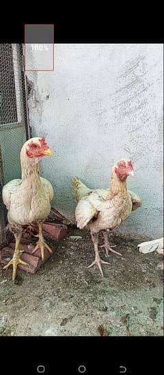 aseel and pure misri breed