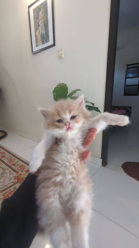 Persian punch face female kittens 8