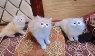 Persian punch face female kittens