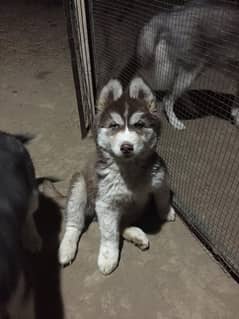 Husky puppies