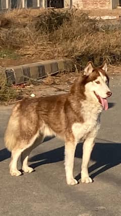 syberian husky male for sale