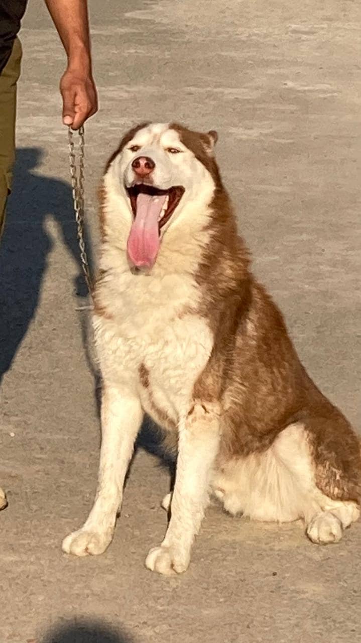 syberian husky male for sale 2