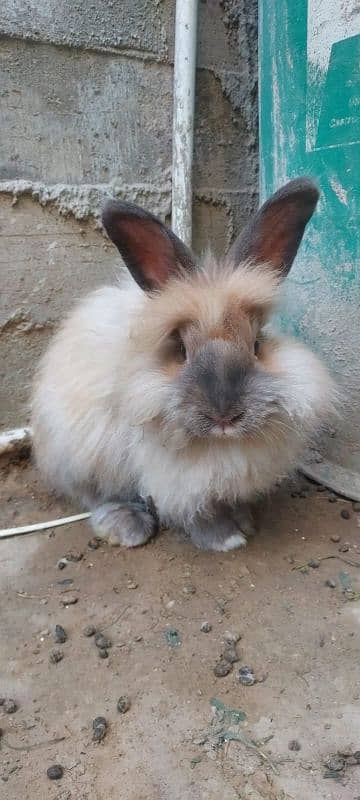 rabbit 0