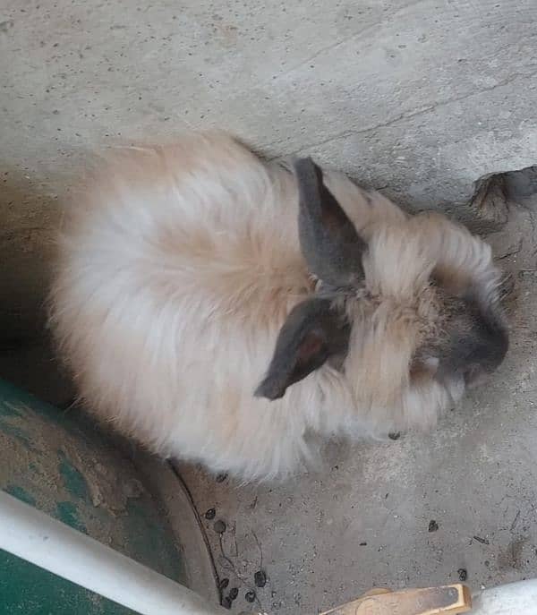 rabbit 1
