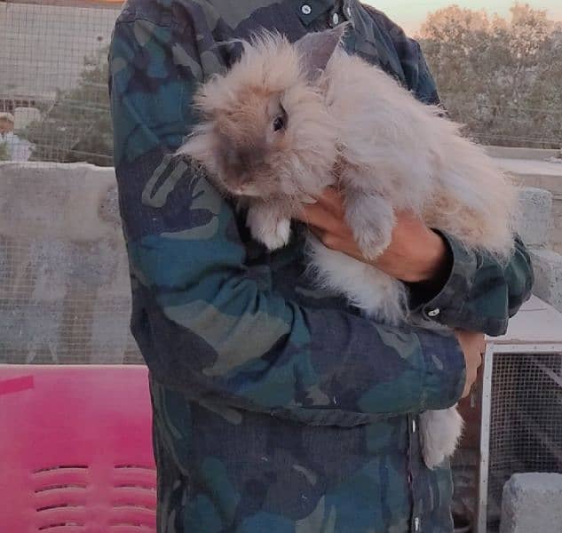 rabbit 2