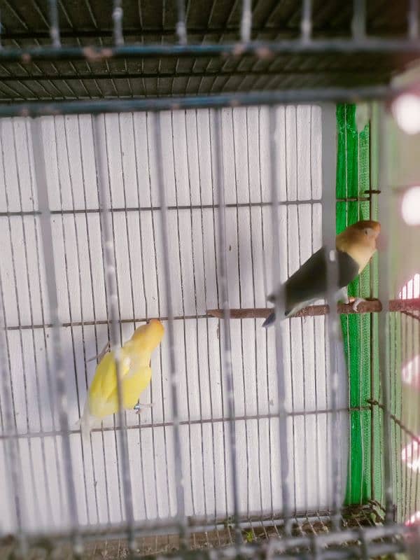 love birds breeder and bonded Pairs 12