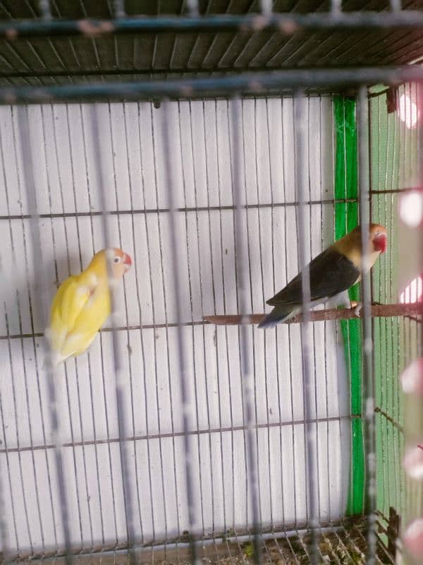 love birds breeder and bonded Pairs 13