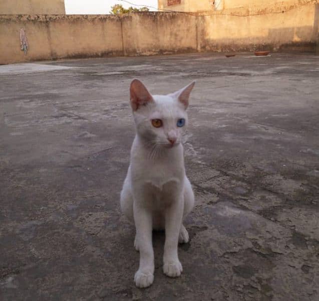 Cat Female Khaomani 3