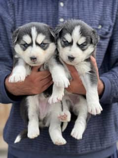 siberian husky pair