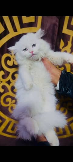 Persian cat pair available.