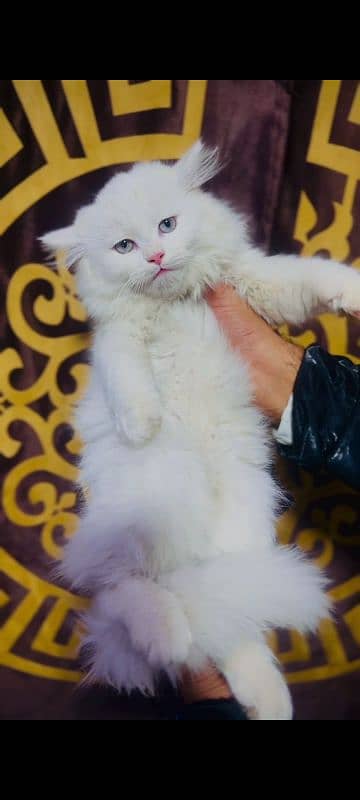 Persian cat pair available. 0