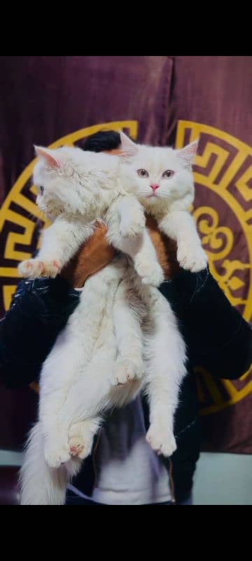 Persian cat pair available. 1