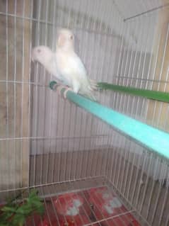 All parrot for sale