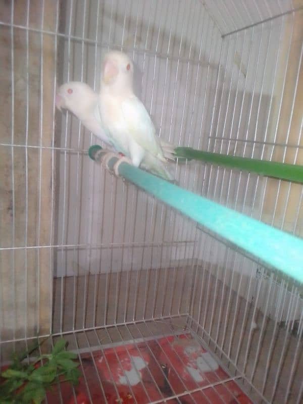 All parrot for sale 0