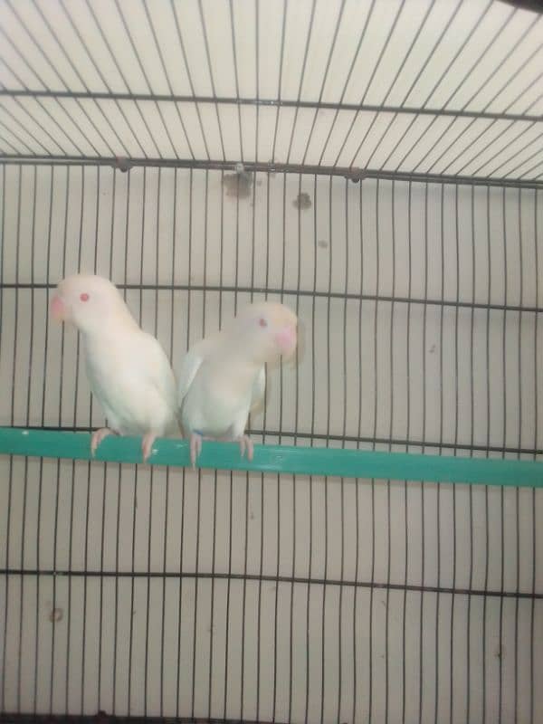 All parrot for sale 1