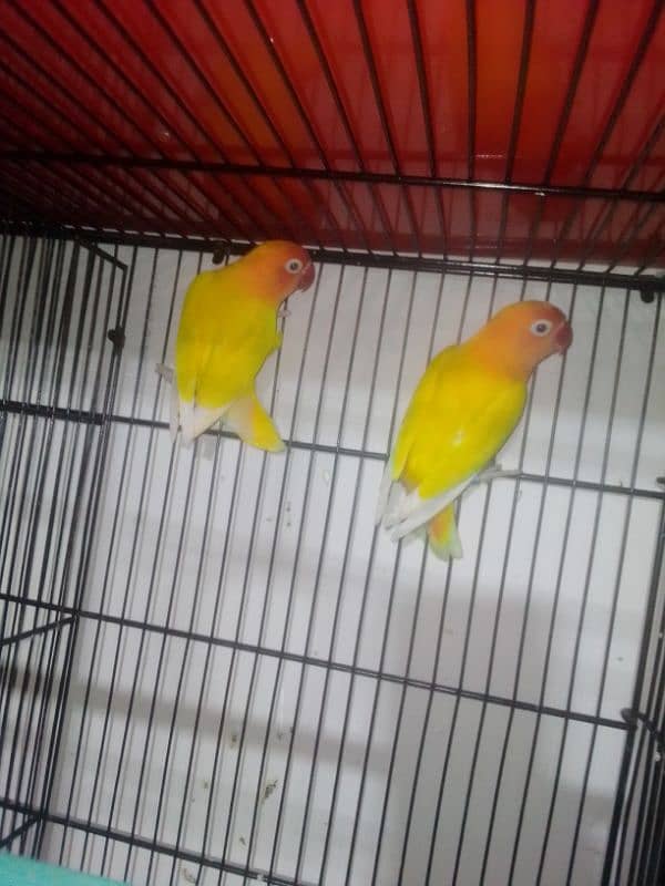 All parrot for sale 2