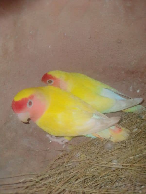 All parrot for sale 3