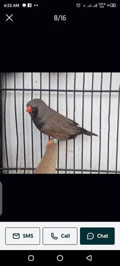 Zebra Finch