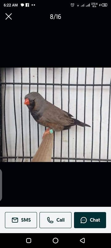 Zebra Finch 0