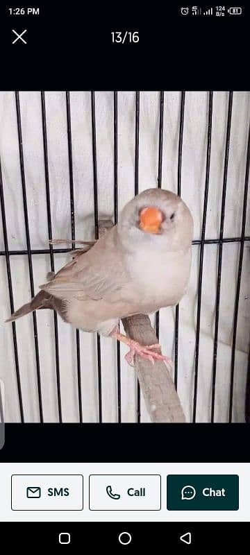 Zebra Finch 2